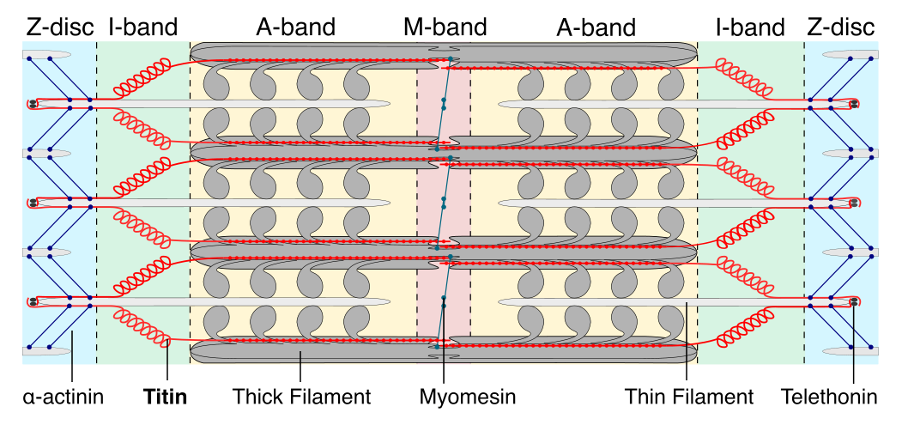 overview of sarcomere